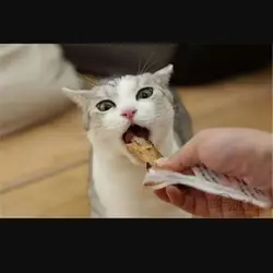 foodaholicat