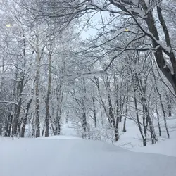 loklice