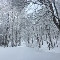 loklice
