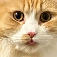 katrinaliu_49