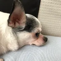 程露比