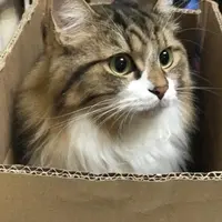 AdrienneKong