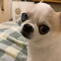 cmyiphk