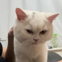 Naviiiiii