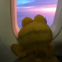外賣肥貓
