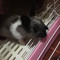 唐糖葫蘆