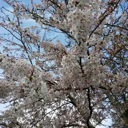 beebeeyan