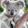 koala99