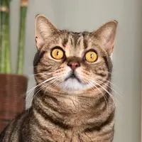 conniegwa