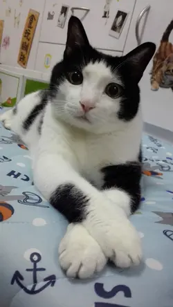 kitiff