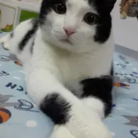 kitiff