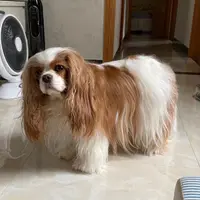 肥糯米就是