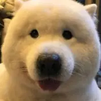 沾米酒