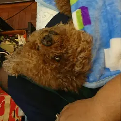 Littlepak