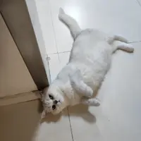 liukkdennis