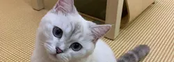 Vivian.VN