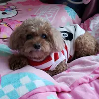 wongtszB