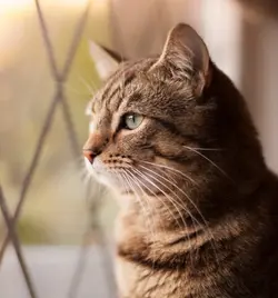 WonderCat