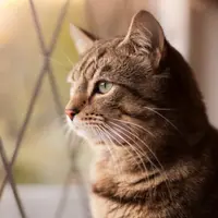 WonderCat