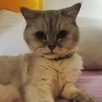 mingming61266