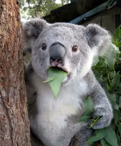 koalaishungry