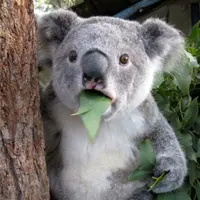 koalaishungry
