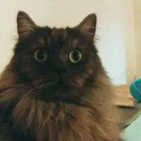 Crazy Stone