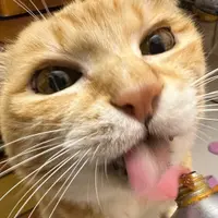 停不了口