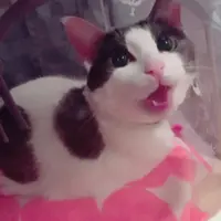 emma_chan