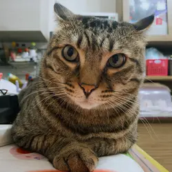 katechan0223