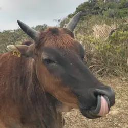 乜都食唔落