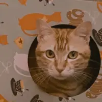 Sergeant CatPaw