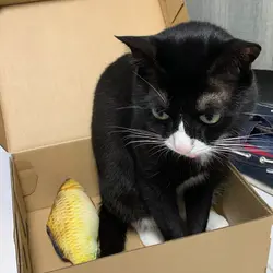 chooch