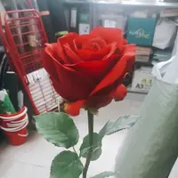 siumannn