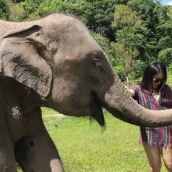 elephanteat
