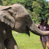 elephanteat