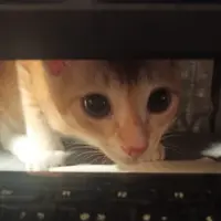 黐食达人