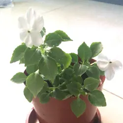 煮得出色食得超值