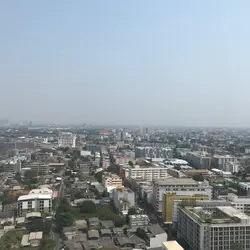 沙律菜