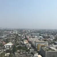 沙律菜