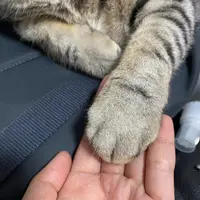 Luna_meowmeow