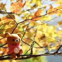 Littlepopo
