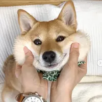 pipihaha