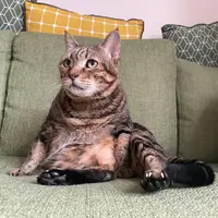 foodieskathy