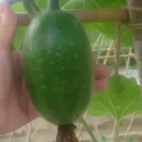 陳芫荽