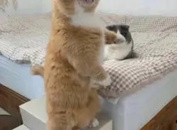 ohmytummyissobig