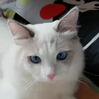 wai_sik_maau