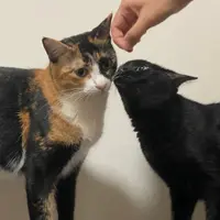 Fatta Meow