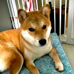 shiba_milo_hk