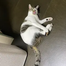 哈斑凍